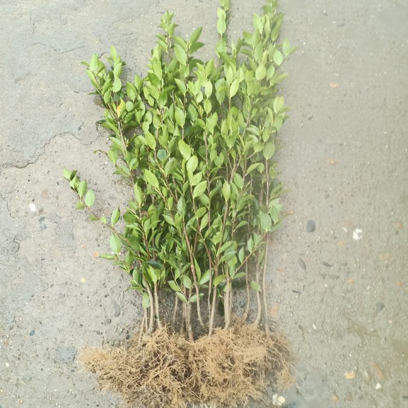 油茶树苗【二年裸根苗】湘林系列嫁接高产油茶苗