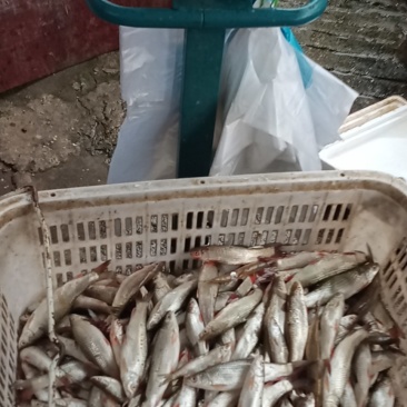 钓场专送岳阳周边钓场各种鱼都有