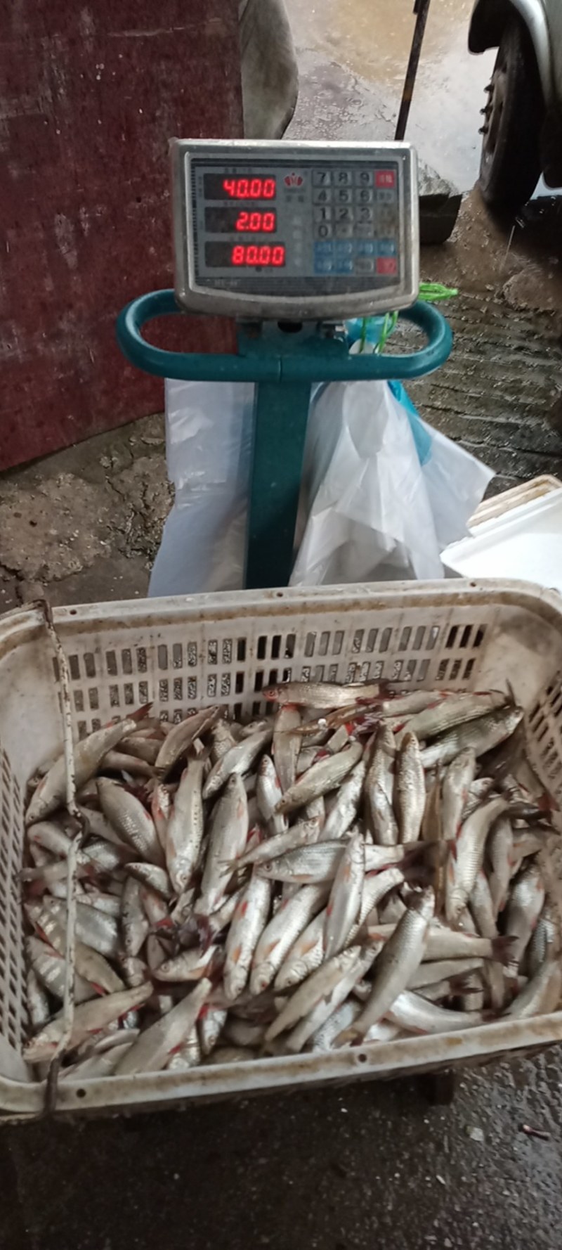 钓场专送岳阳周边钓场各种鱼都有