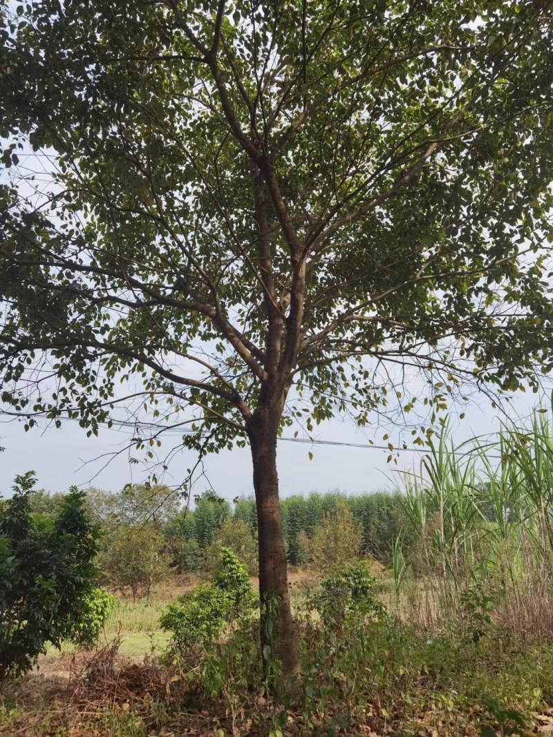 朴树，20-60公分的单杠朴树，工程苗及苗圃精品长期供应