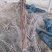 软枣猕猴桃苗基地纯度保证建园做长廊不用施药
