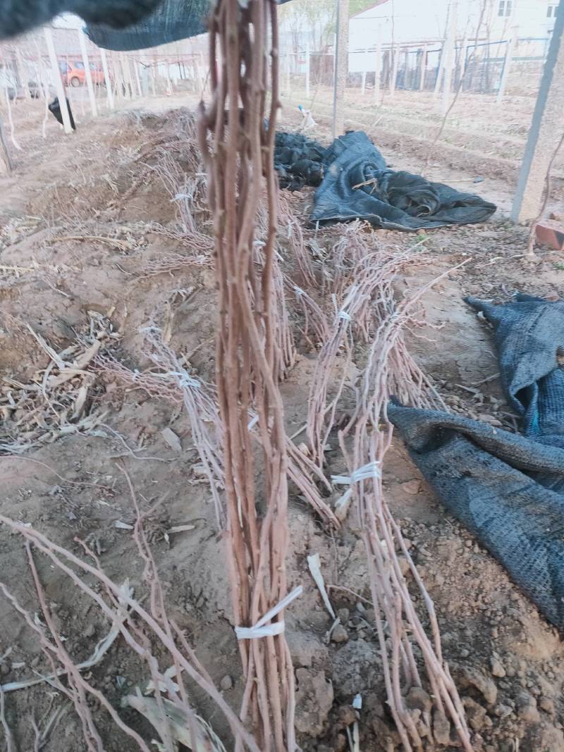 软枣猕猴桃苗基地纯度保证建园做长廊不用施药