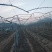软枣猕猴桃苗基地纯度保证建园做长廊不用施药