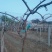 软枣猕猴桃苗基地纯度保证建园做长廊不用施药