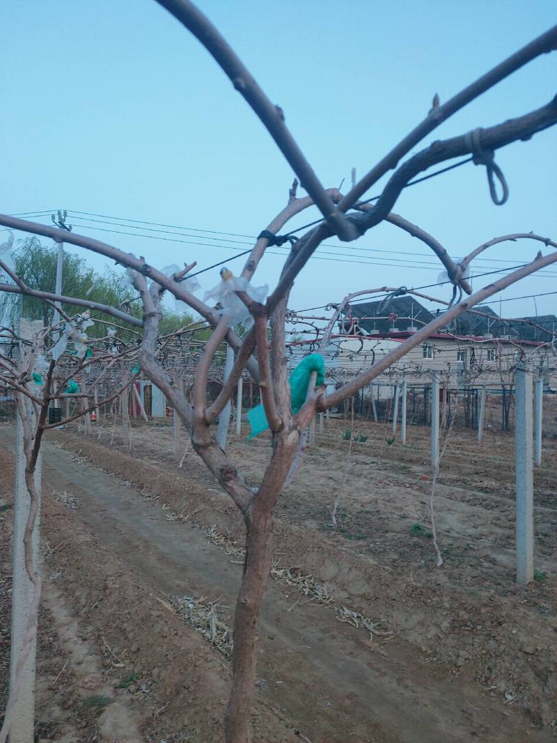 软枣猕猴桃苗基地纯度保证建园做长廊不用施药