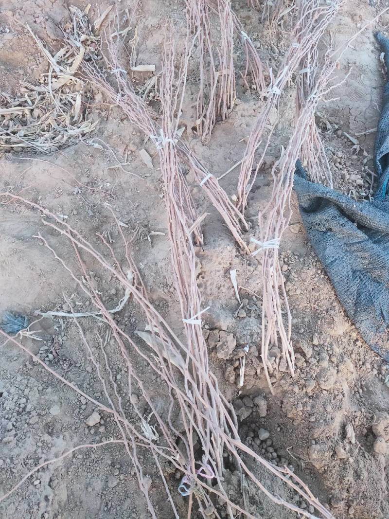 软枣猕猴桃苗基地纯度保证建园做长廊不用施药