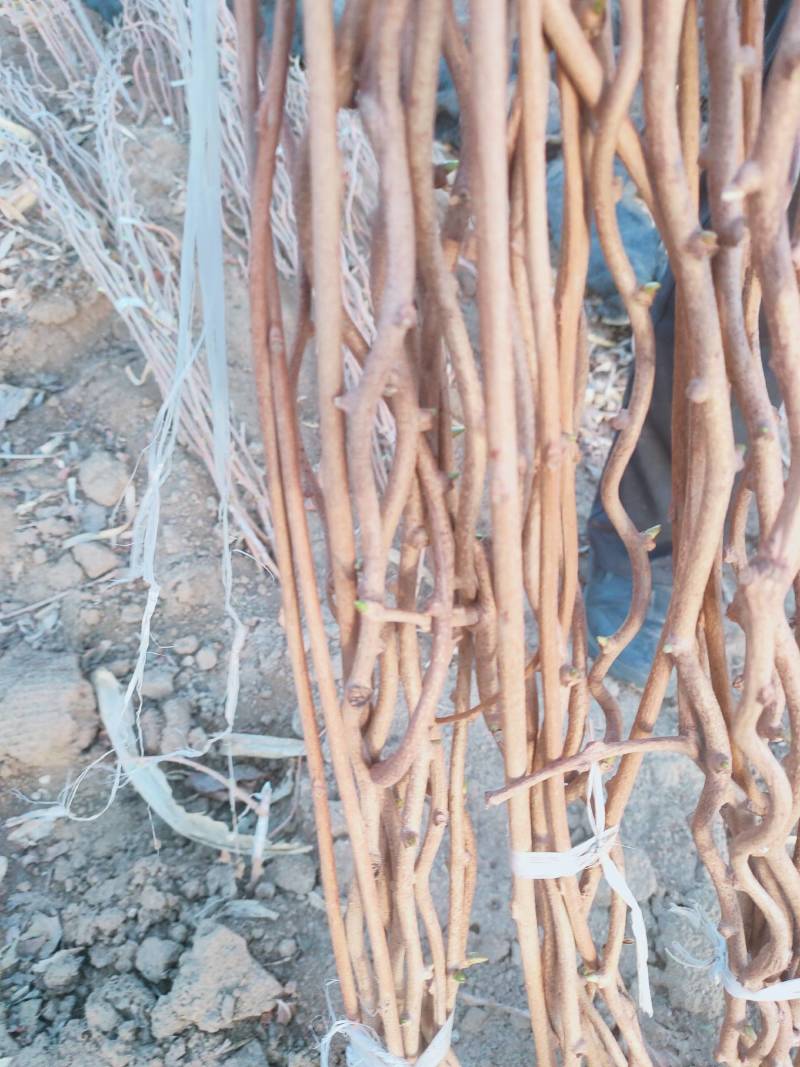 软枣猕猴桃苗基地纯度保证建园做长廊不用施药