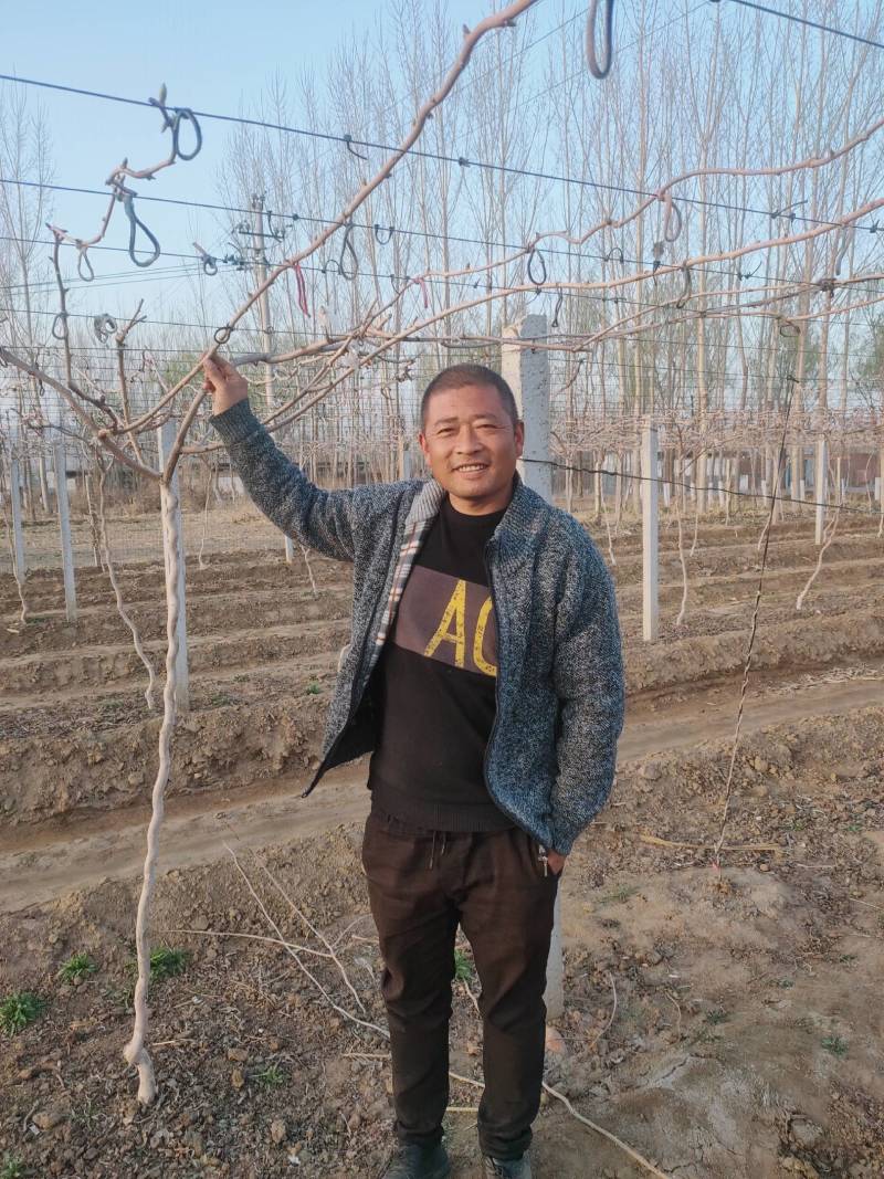 软枣猕猴桃苗基地纯度保证建园做长廊不用施药