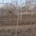 软枣猕猴桃苗基地纯度保证建园做长廊不用施药