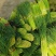 大量供應上市，红苞蒜薹，走市厂，也可以入冷庫裡面，品質好