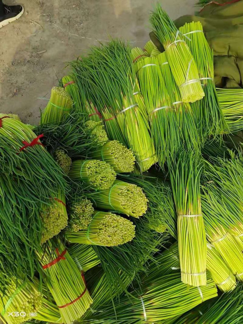 大量供應上市，红苞蒜薹，走市厂，也可以入冷庫裡面，品質好