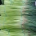 大量供應上市，红苞蒜薹，走市厂，也可以入冷庫裡面，品質好