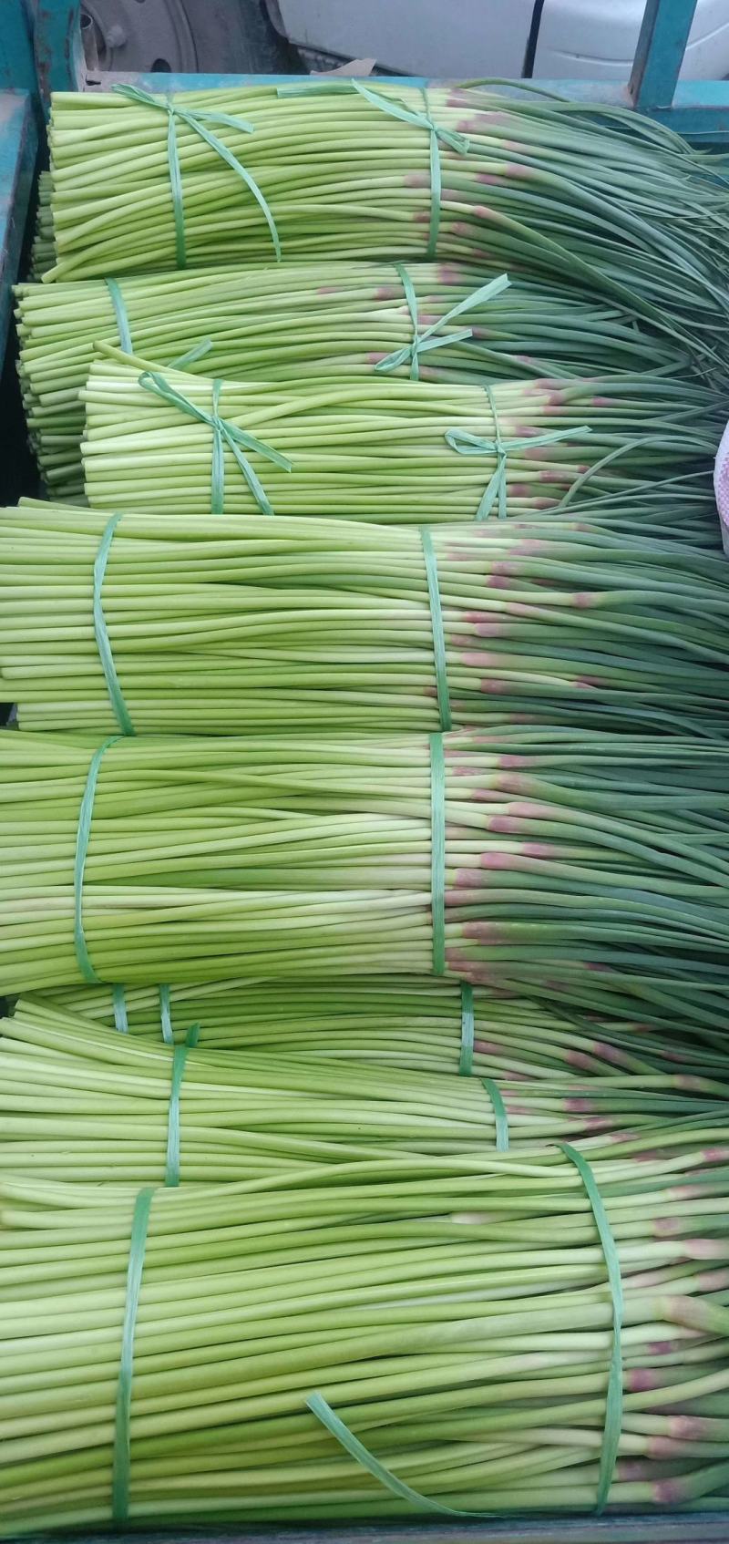 大量供應上市，红苞蒜薹，走市厂，也可以入冷庫裡面，品質好