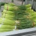 大量供應上市，红苞蒜薹，走市厂，也可以入冷庫裡面，品質好
