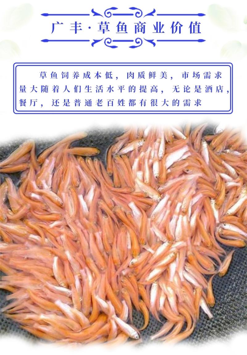 草鱼苗自有500亩鱼苗场产量高要求低全国发货
