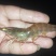 20只/斤斑节虾草虾金刚虾黑虎虾有点甜宁德市塘口直供