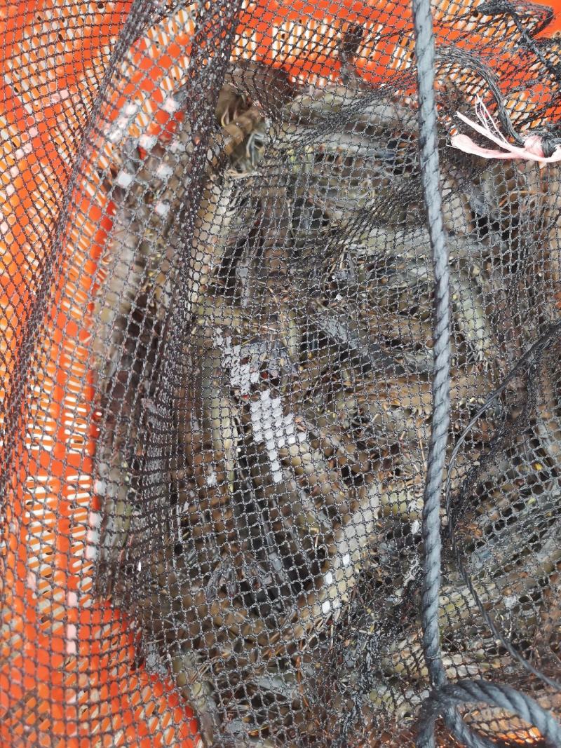 20只/斤斑节虾草虾金刚虾黑虎虾有点甜宁德市塘口直供