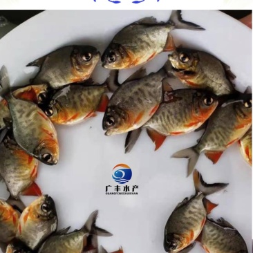 鲳鱼苗红鲳鱼苗成本低产量高价格优惠