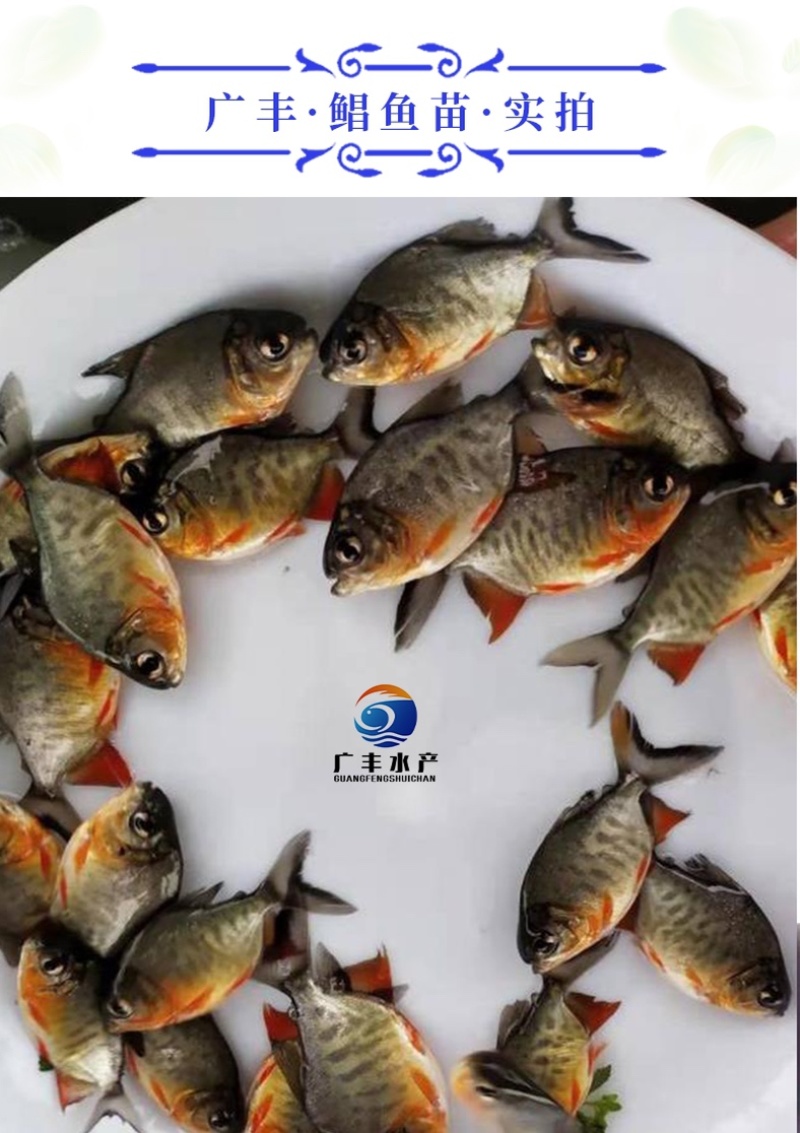 鲳鱼苗红鲳鱼苗成本低产量高价格优惠