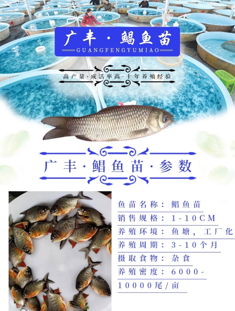 鲳鱼苗红鲳鱼苗成本低产量高价格优惠
