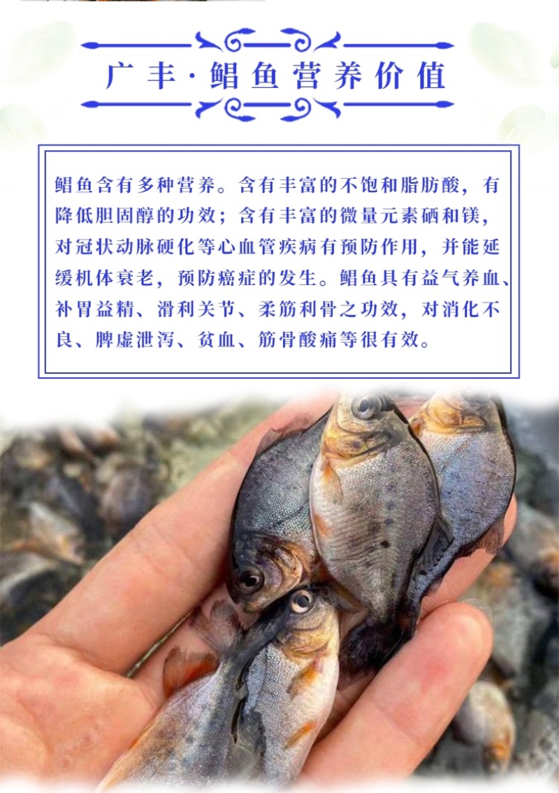 鲳鱼苗红鲳鱼苗成本低产量高价格优惠