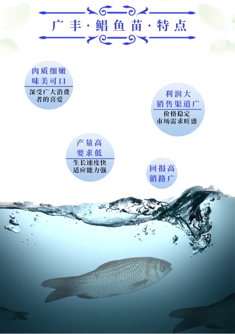 鲳鱼苗红鲳鱼苗成本低产量高价格优惠