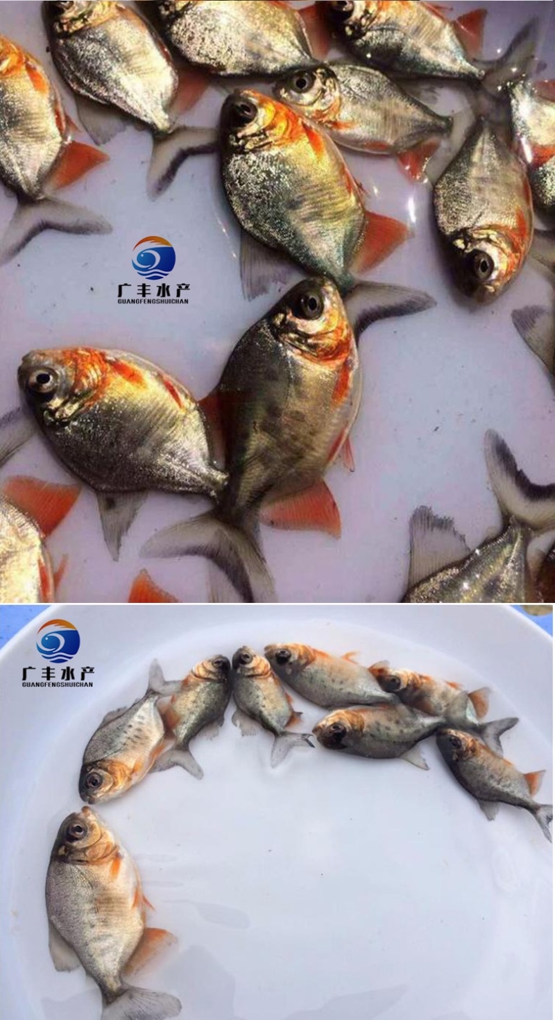 鲳鱼苗红鲳鱼苗成本低产量高价格优惠