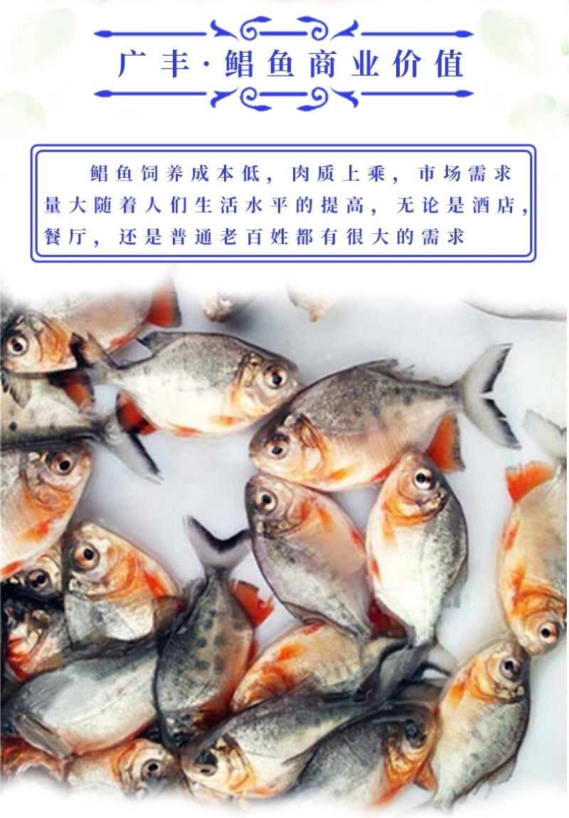 鲳鱼苗红鲳鱼苗成本低产量高价格优惠