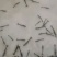 30只/斤斑节虾草虾金刚虾黑虎虾有点甜宁德市塘口直供