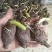 广西荔浦芋头香芋种子产地直发成活率97%每斤约8-13个