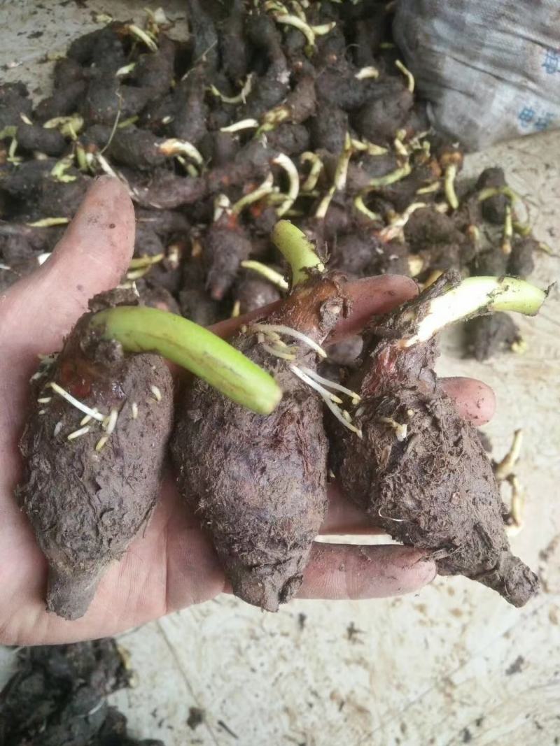 广西荔浦芋头香芋种子产地直发成活率97%每斤约8-13个