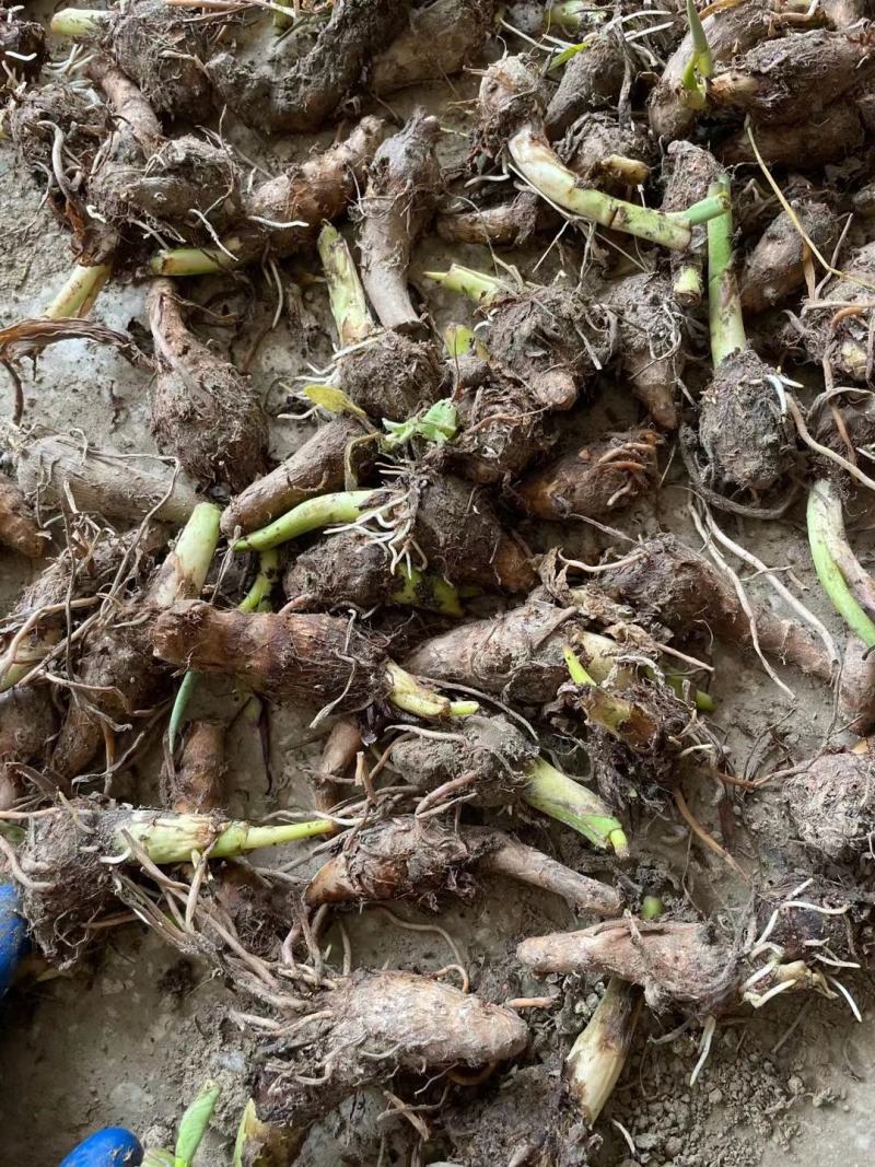 广西荔浦芋头香芋种子产地直发成活率97%每斤约8-13个