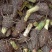 广西荔浦芋头香芋种子产地直发成活率97%每斤约8-13个