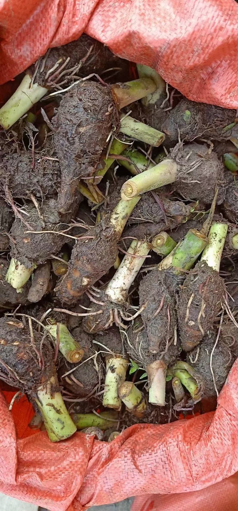 广西荔浦芋头香芋种子产地直发成活率97%每斤约8-13个