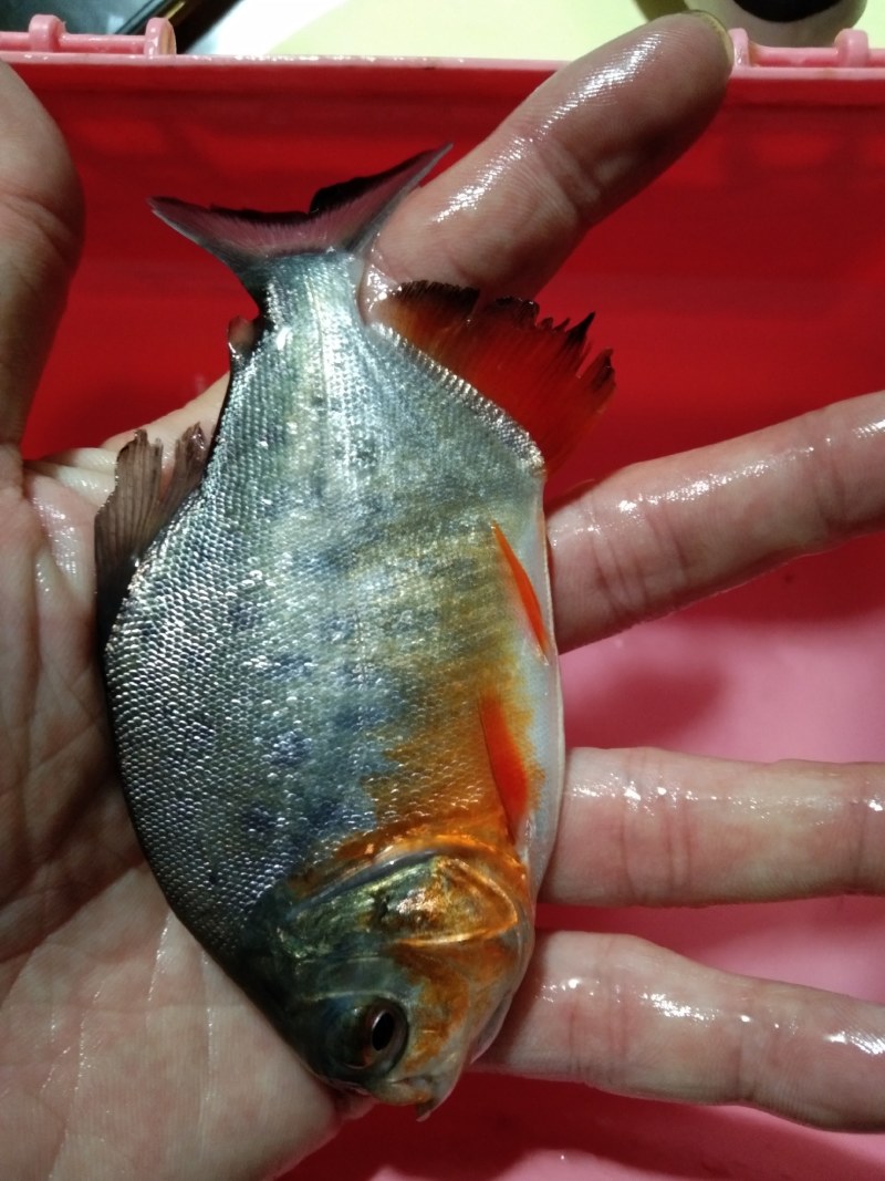 白鲳鱼苗，场地直销，凶猛快大，诚信经营。