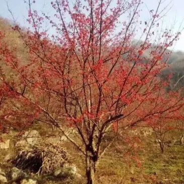 河南南阳供应山茱萸，丛生，独杆山茱萸