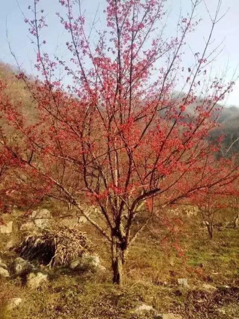 河南南阳供应山茱萸，丛生，独杆山茱萸