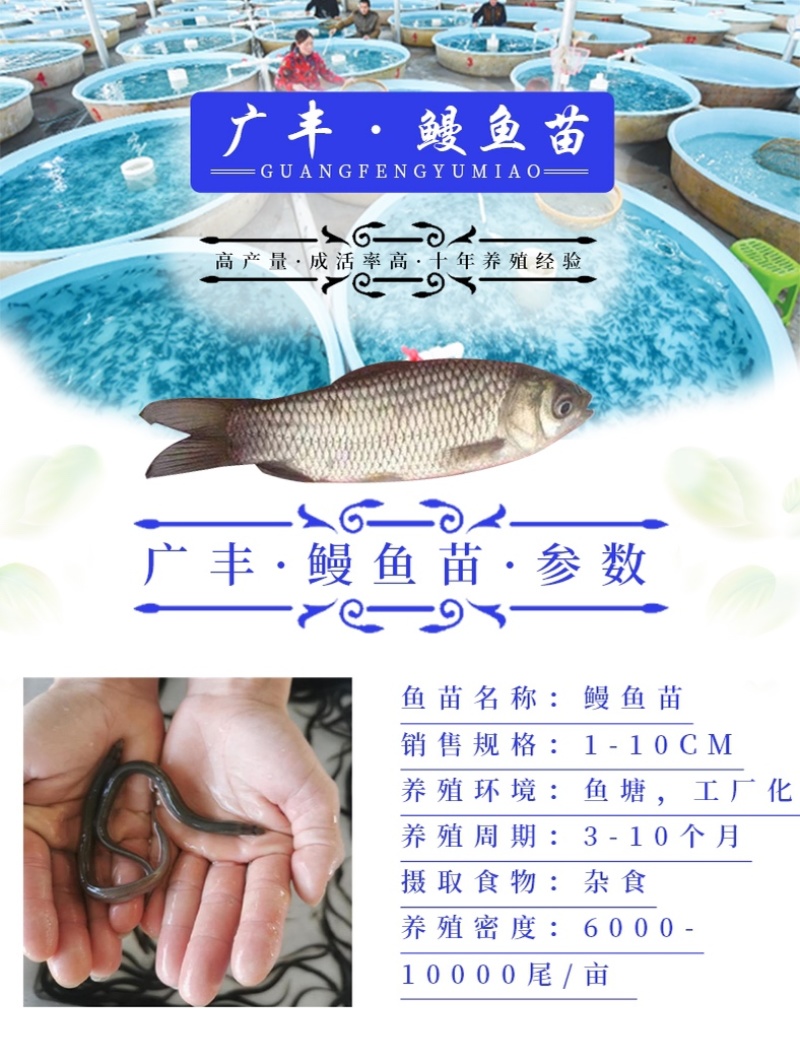 鳗鱼苗白鳗鱼苗花鳗鱼苗日本鳗鱼苗包成活率一手货源