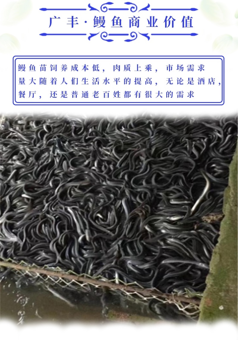 鳗鱼苗白鳗鱼苗花鳗鱼苗日本鳗鱼苗包成活率一手货源
