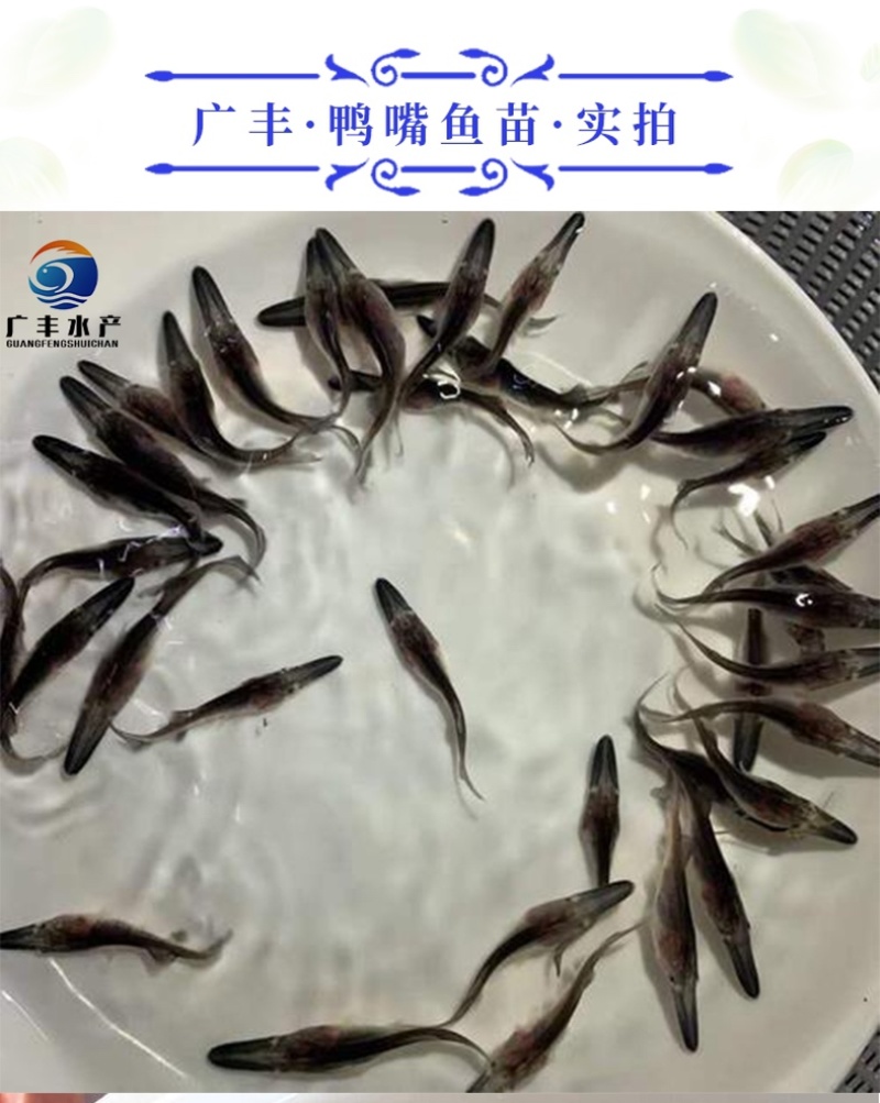 优质鸭嘴鱼苗自家鱼场基地直发全国发货量大从优