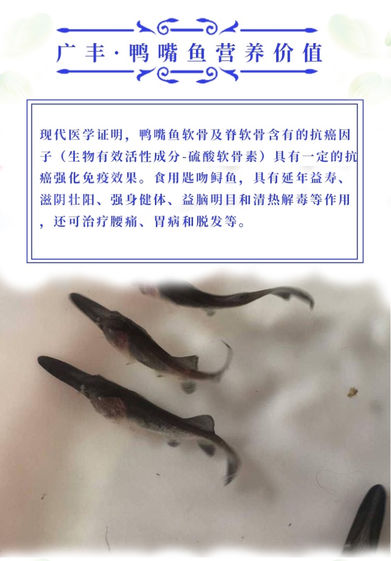 优质鸭嘴鱼苗自家鱼场基地直发全国发货量大从优