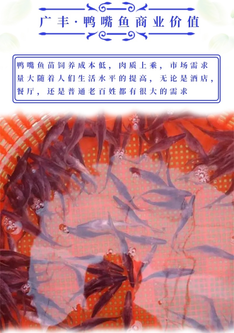 优质鸭嘴鱼苗自家鱼场基地直发全国发货量大从优