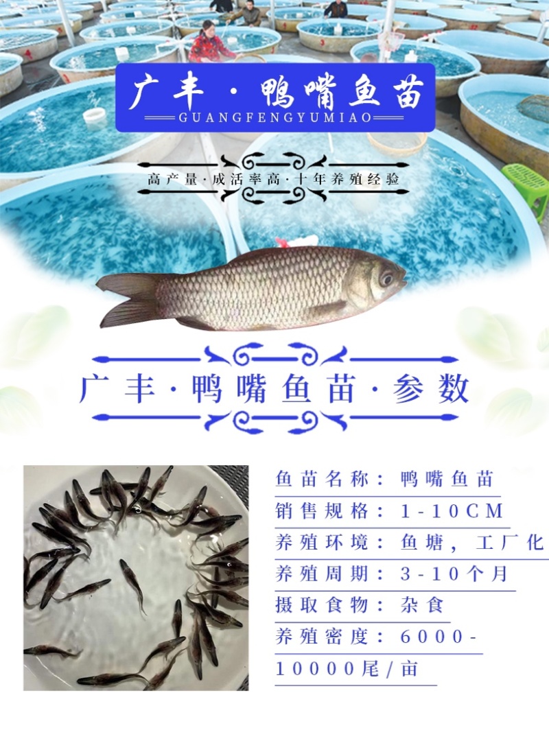 优质鸭嘴鱼苗自家鱼场基地直发全国发货量大从优