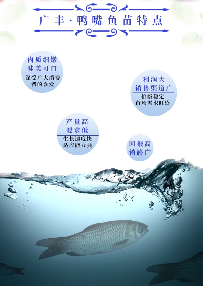 优质鸭嘴鱼苗自家鱼场基地直发全国发货量大从优