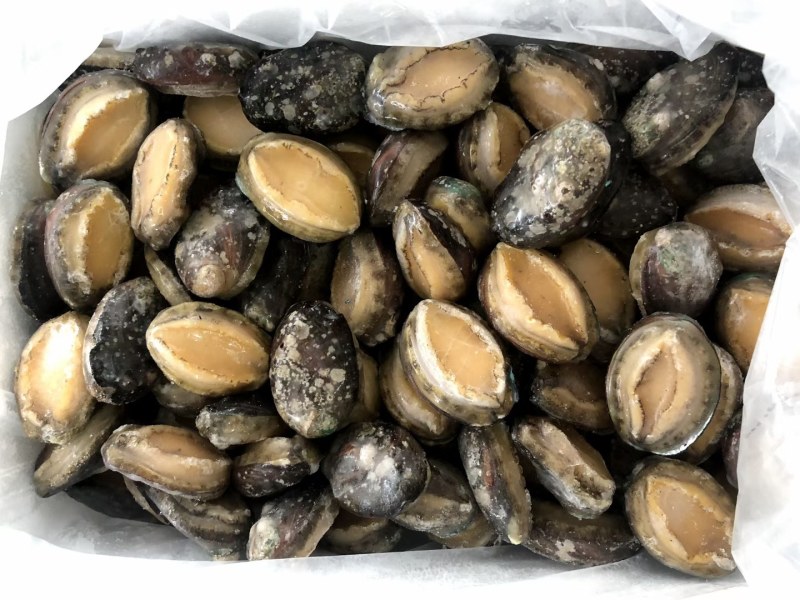 自然生长十头活冻湛江鲍鱼，肉质鲜美，价格美丽