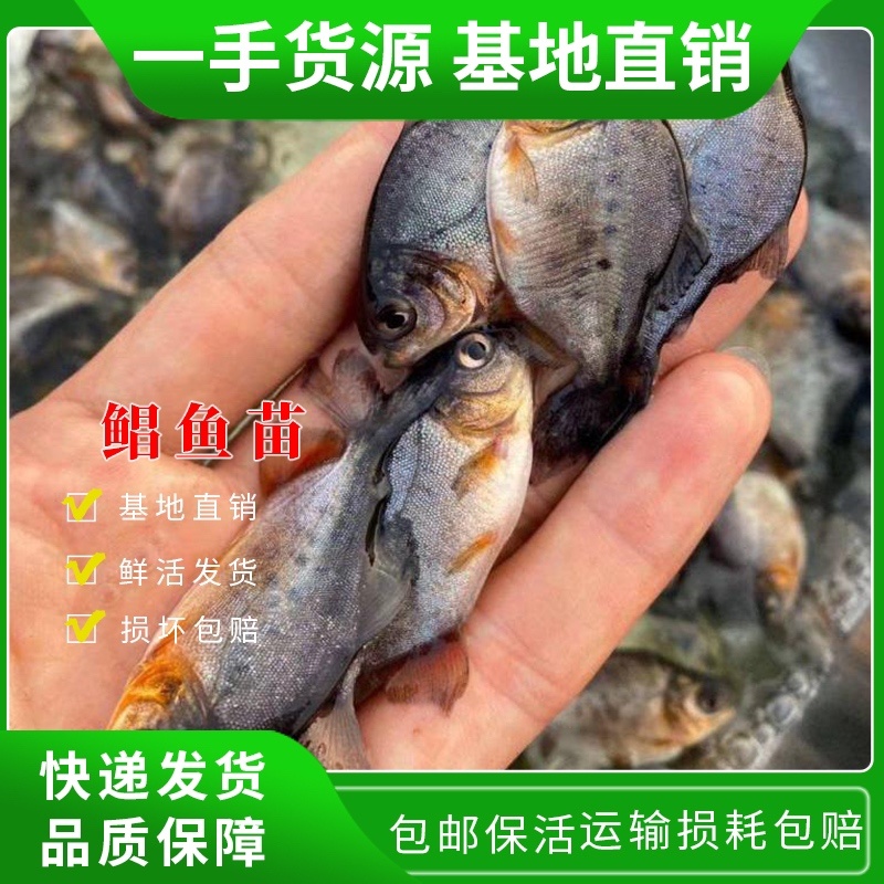 鲳鱼苗基地直供鲜活发货损坏包赔包成活率价格实惠