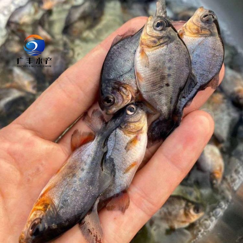 鲳鱼苗基地直供鲜活发货损坏包赔包成活率价格实惠