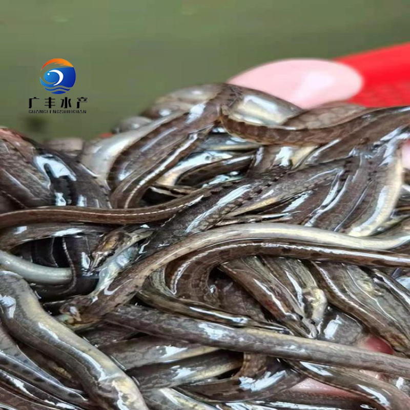 刺鳅苗泥鳅苗鲜活发货可空运可客运一手货源价格实惠