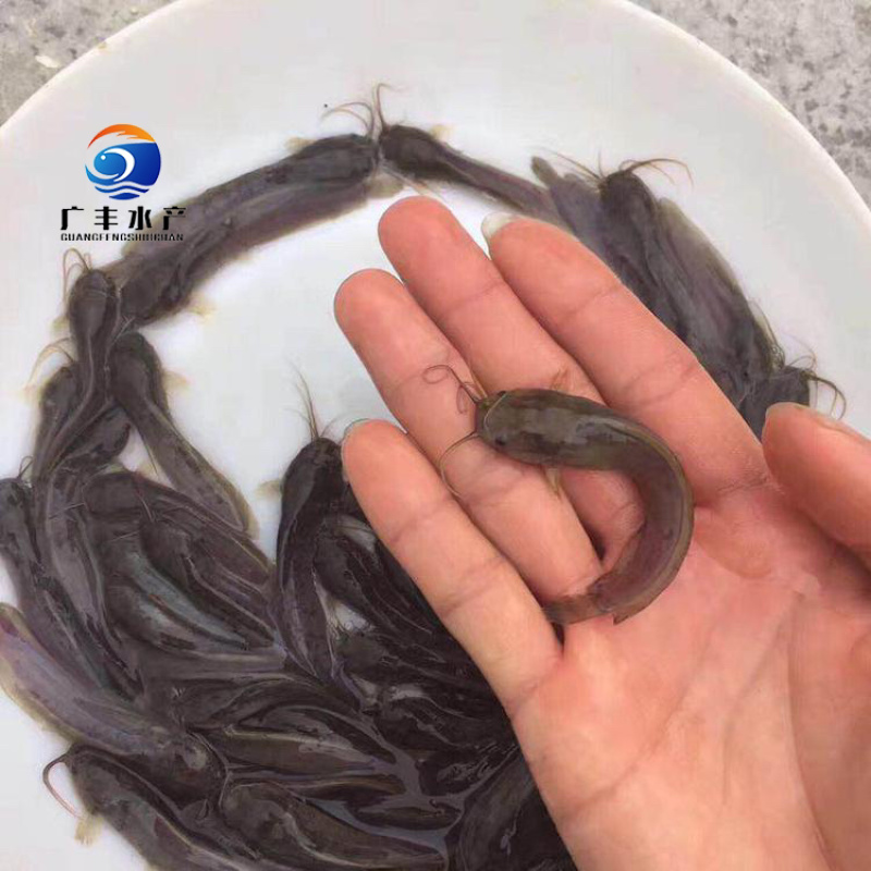 鲶鱼苗塘虱鱼苗本地三黄塘鲺鱼苗苗场直供品质好