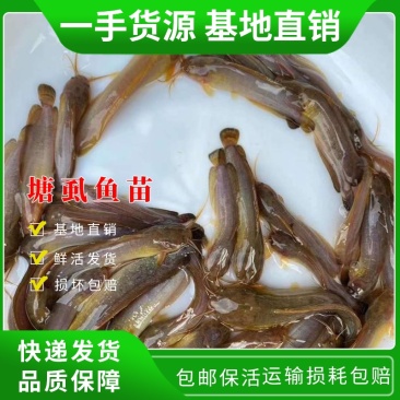 鲶鱼苗塘虱鱼苗本地三黄塘鲺鱼苗苗场直供品质好